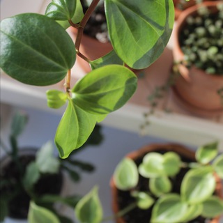 PLANTS_MOMSTER О РАСТЕНИЯХ