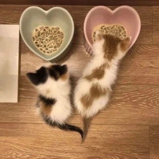 ТЫ КОТИК :З