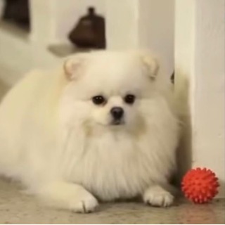 ШПИЦ ПЕРВОГО