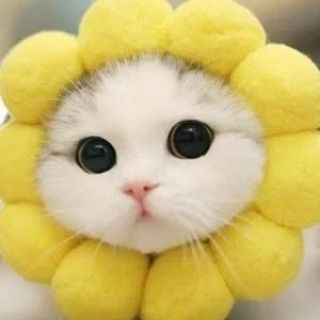 ФЛУДИЛЬНЯ РЕТУШЕРОВ
