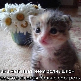 МЕМОВОРОТ