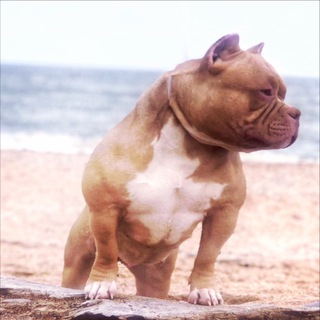 ПИТОМНИК СОБАК АМЕРИКАНСКИЙ БУЛЛИ SONRAISE SUNNY DOG