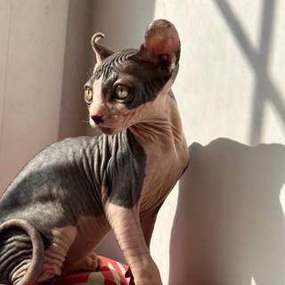 БАРНЫЙ ПОЭТИЧЕСКИЙ ИМЕНИ МОЕГО КОТА.
