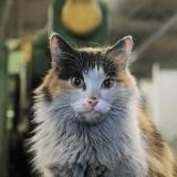 КОТЫ ИШАЧАТ НА ЗАВОДЕ