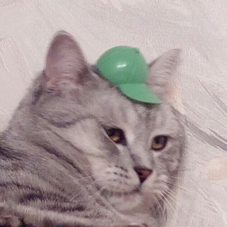 КАРТИНКИ С ТУПЫМИ КОТАМИ