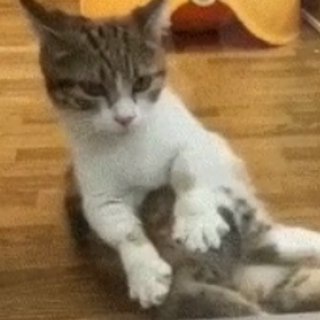 КОТООБРАЗИЕ FELIDAE И НЕ ТОЛЬКО