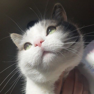 КОТ ФЕДУЛ
