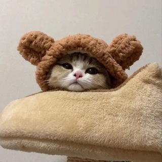 МЯВКИ НА КАЖДЫЙ ДЕНЬ