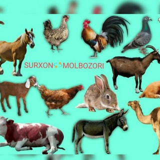 SURXANDARYO MOL BOZORI
