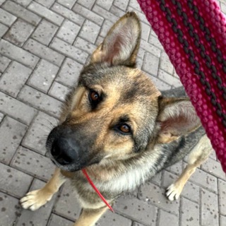 FARYA THE SHEPHERD