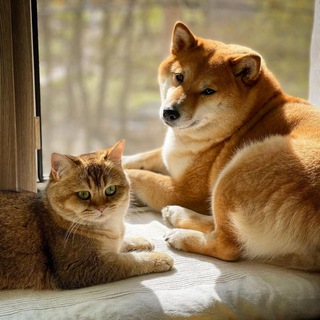 КОТИКИ И СОБАКИ