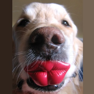 СМЕШНЫЕ РОЛИКИ С ЖИВОТНЫМИ  ПОЗИТИВНЫЕ СОБАКИ КОТЫ ЕНОТЫ ПОПУГАИ #SHORTS FUNNY ANIMALS 