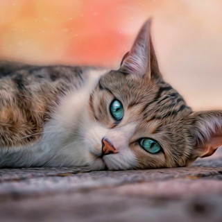 ФРИКАНУТЫЕ КОТЫ | МЕМНЫЕ КОТЫ