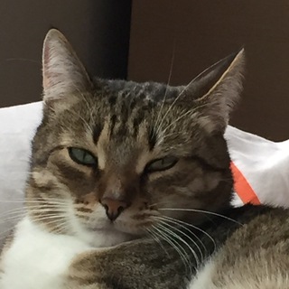 КОТ ЛЁША