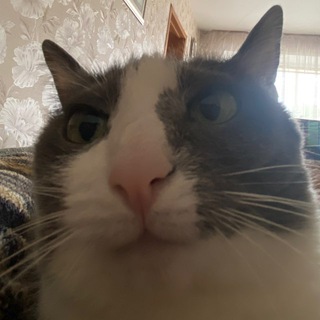 ЗУБАСТИК