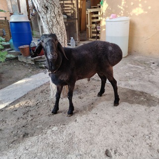 XAYVONLAR BOZORI