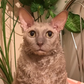 КЛЁПУШКА